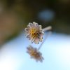 boucle-stud-daisy-marguerite-sovage-bijoux
